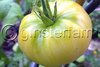Weisse Tomate