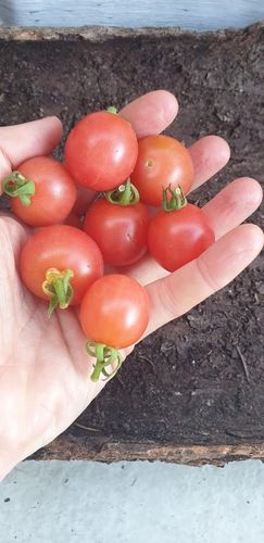 Tomate Humboldtji
