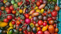 Cherry - Tomaten Setzlinge