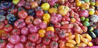 Mittelgrosse  - Tomaten Setzlinge