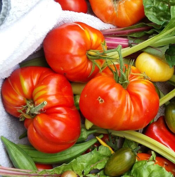 Türkische Tomate