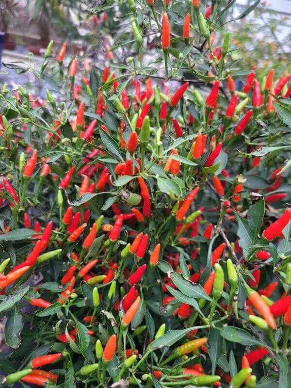 Bonsai Chili